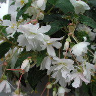Bégonia retombant Chanson F1 White (graines enrobées)