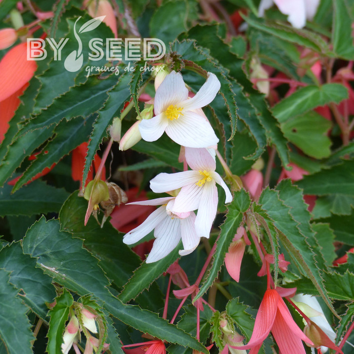 Bégonia de Bolivie Copacabana F1 White (graines enrobées)