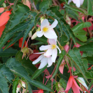 Bégonia de Bolivie Copacabana F1 White (graines enrobées)