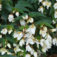 Bégonia de Bolivie Copacabana F1 White (graines enrobées)