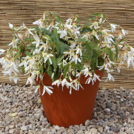 Bégonia de Bolivie Copacabana F1 White (graines enrobées)
