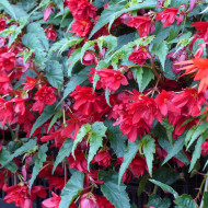 Bégonia retombant Chanson F1 Deep Red (graines enrobées)