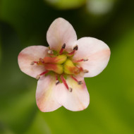 Bergénia Shoeshine Appleblossom