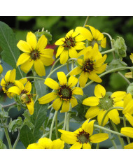 Briza maxima (Amourette) BIO