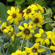 Berlandiera lyrata Chocolate Daisy