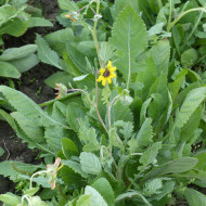 Berlandiera lyrata Chocolate Daisy