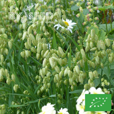 Briza maxima (Amourette) BIO