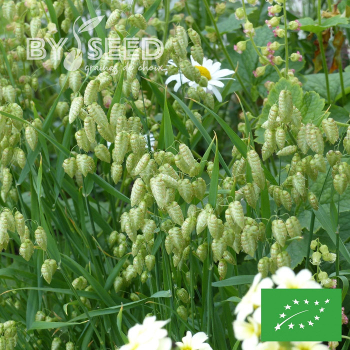 Briza maxima (Amourette) BIO