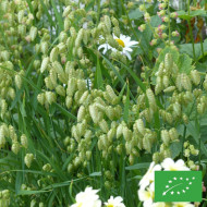 Briza maxima (Amourette) BIO
