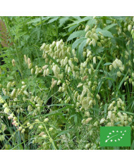 Bupleurum (Buplèvre) Griffithii BIO