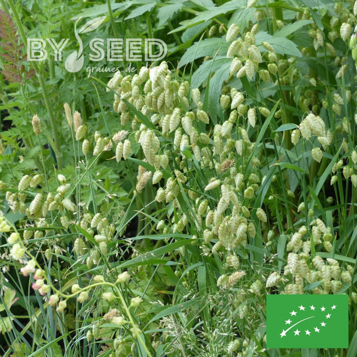 Briza maxima (Amourette) BIO
