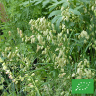 Briza maxima (Amourette) BIO