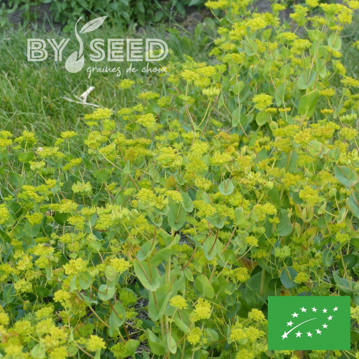 Bupleurum (Buplèvre) Griffithii BIO