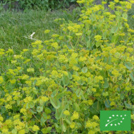 Bupleurum (Buplèvre) Griffithii BIO