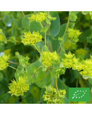 Briza maxima (Amourette) BIO