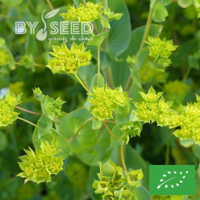 Bupleurum (Buplèvre) Griffithii BIO