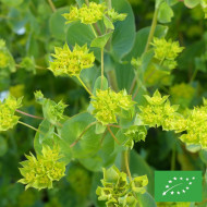 Bupleurum (Buplèvre) Griffithii BIO