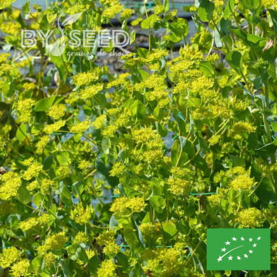 Bupleurum (Buplèvre) Griffithii BIO