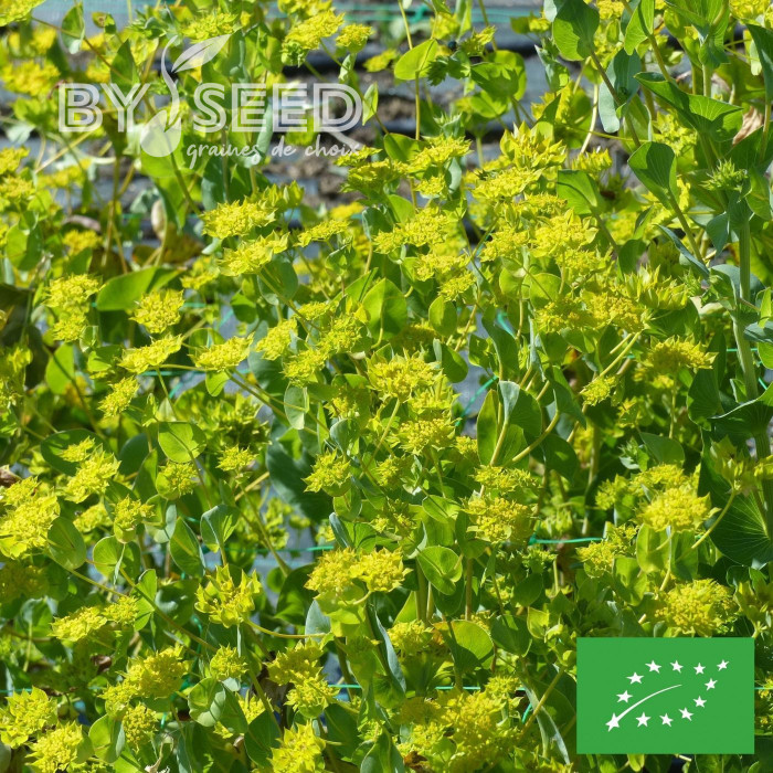 Bupleurum (Buplèvre) Griffithii BIO