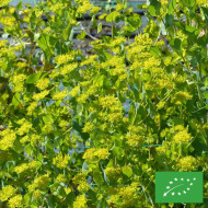 Bupleurum (Buplèvre) Griffithii BIO