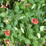 Capucine naine Ladybird Rose
