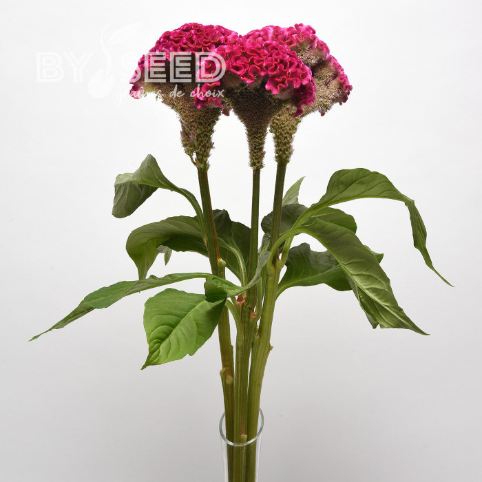 Célosie crête-de-coq Neo Rose (graines enrobées)