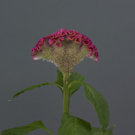 Célosie crête-de-coq Neo Rose (graines enrobées)