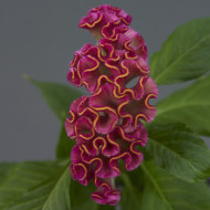 Célosie crête-de-coq Neo Rose (graines enrobées)