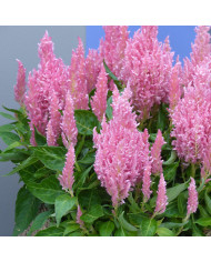 Clarkia Salmon BIO