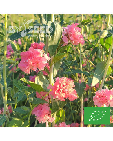 Clarkia Salmon BIO
