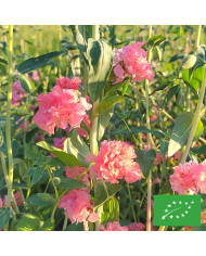 Célosie en épis Flamma Pink