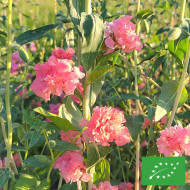 Clarkia Salmon BIO