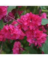 Clarkia Salmon BIO
