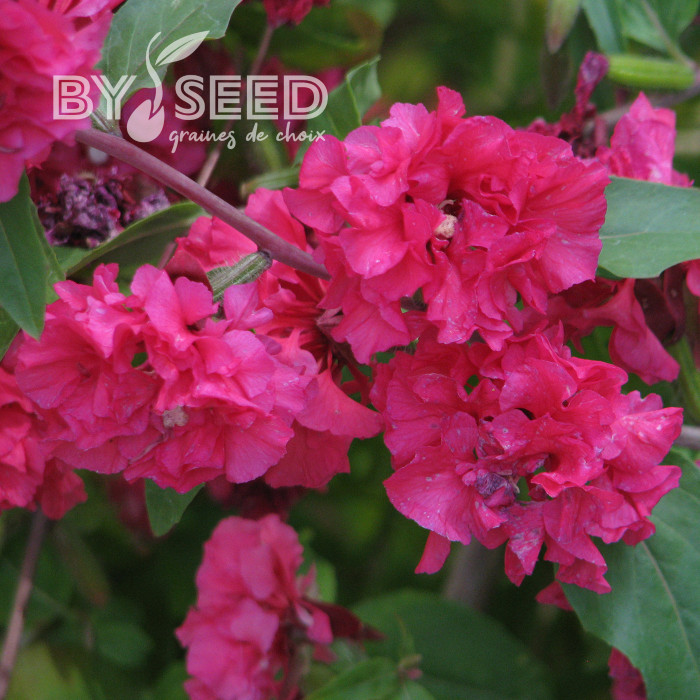 Clarkia Brilliant Rose
