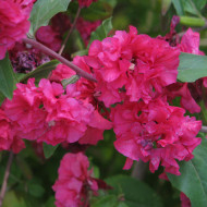 Clarkia Brilliant Rose