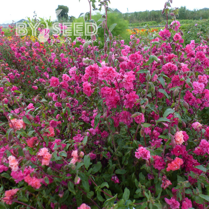 Clarkia Brilliant Rose
