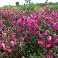 Clarkia Brilliant Rose