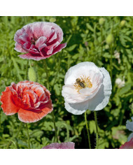 Pavot d'Islande Artist's Glory Mix