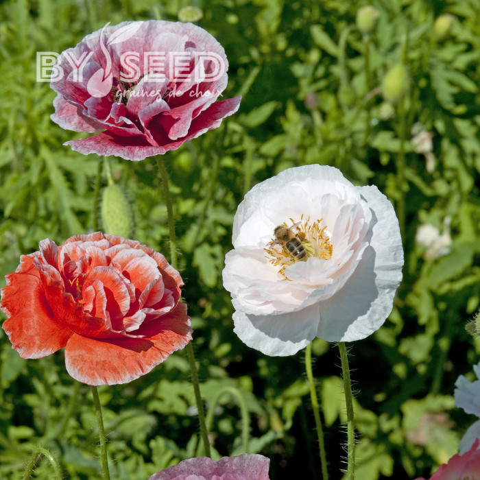 Coquelicot double Dawn Chorus Mix