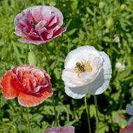 Coquelicot double Dawn Chorus Mix