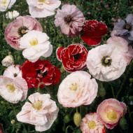Coquelicot double Dawn Chorus Mix