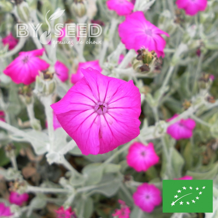 Coquelourde des jardins Atrosanguinea BIO (Lychnis coronaria)