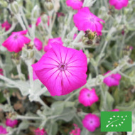 Coquelourde des jardins Atrosanguinea BIO (Lychnis coronaria)