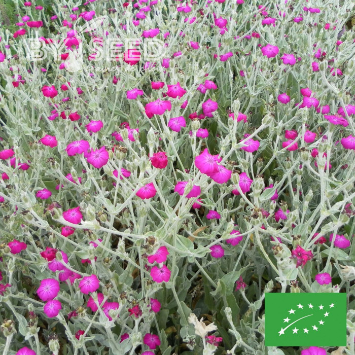 Coquelourde des jardins Atrosanguinea BIO (Lychnis coronaria)