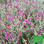 Coquelourde des jardins Atrosanguinea BIO (Lychnis coronaria)