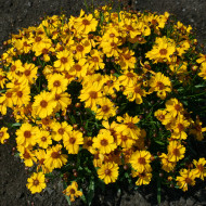 Coréopsis annuel Corusco Gold