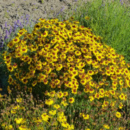 Coréopsis annuel Corusco Gold