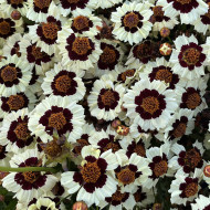 Coréopsis annuel Corusco Cream Red