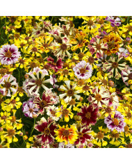 Cosmos Apricotta BIO