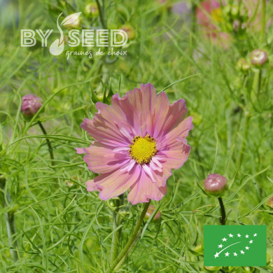 Cosmos Apricotta BIO